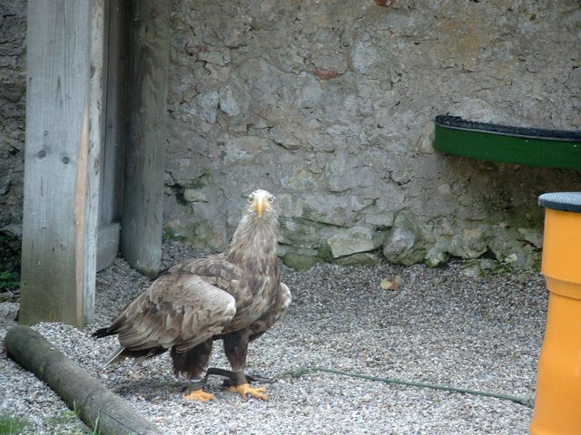 Vereinsausflug Adler 15